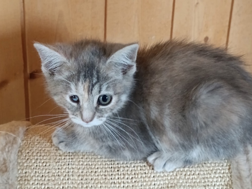 KITTY