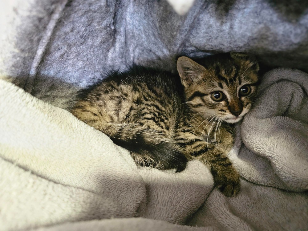Lolita