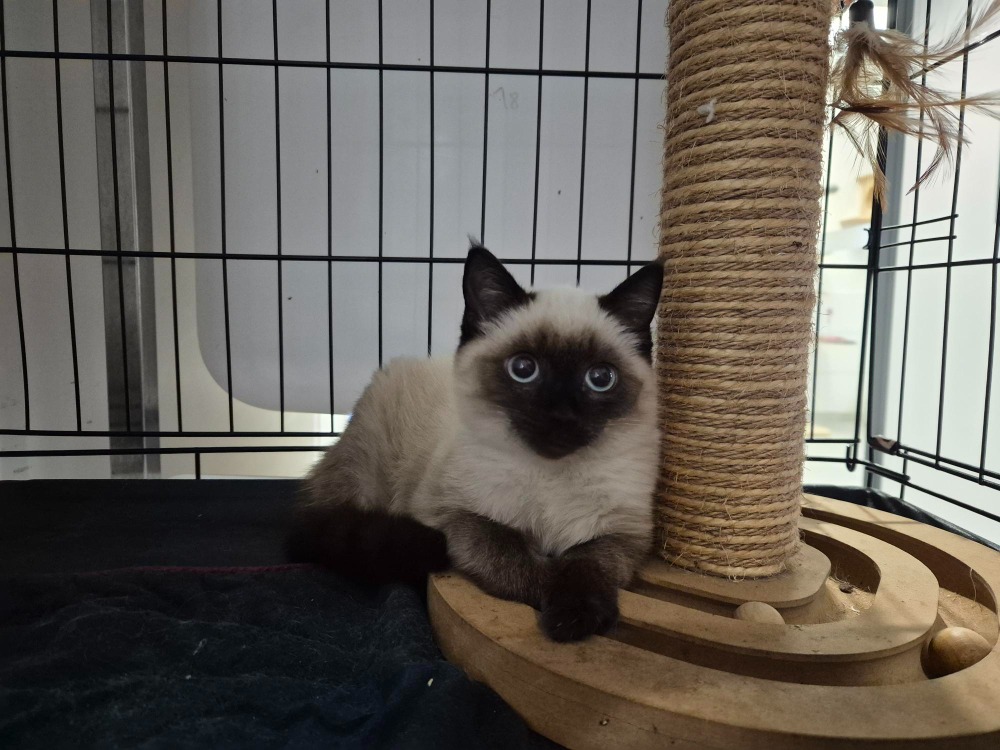 BIJOUX