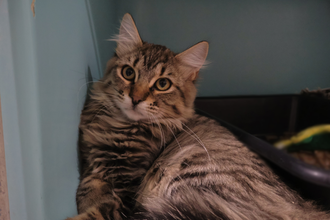 BROOKLYN (en cours d'adoption)