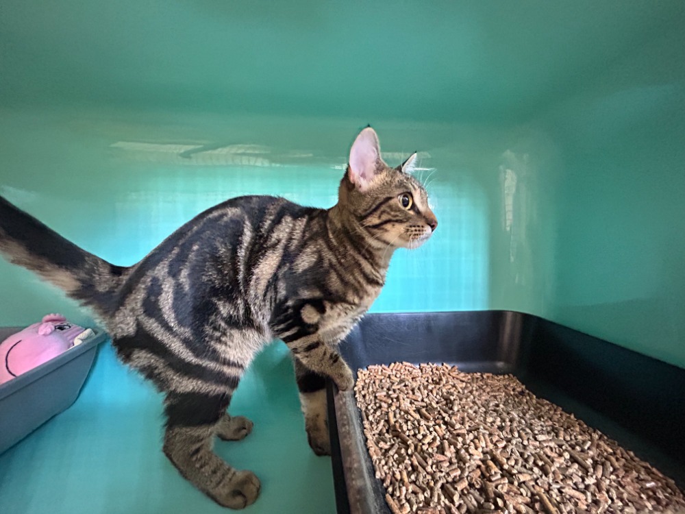 Léa ( A TROUVE SA FAMILLE )