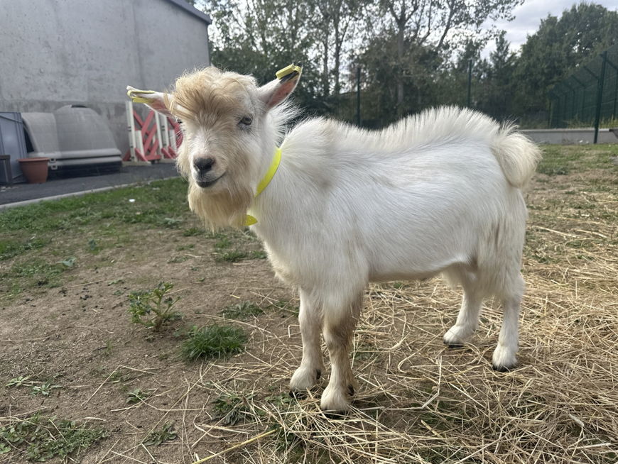 ELVIS