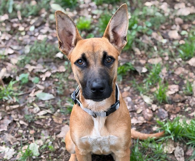ATHENA ( en cours d'adoption )