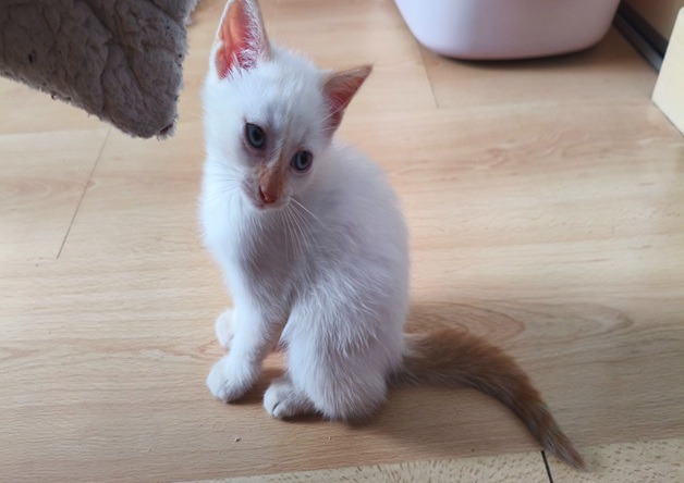 Bluey (réservé)