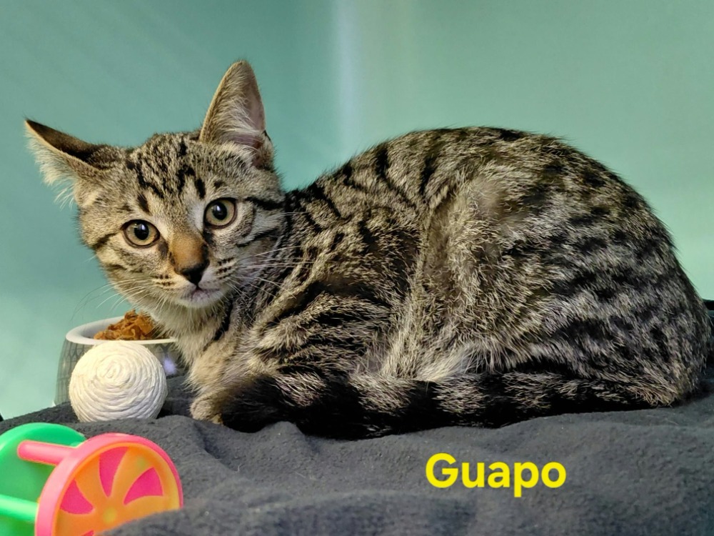 Guapo