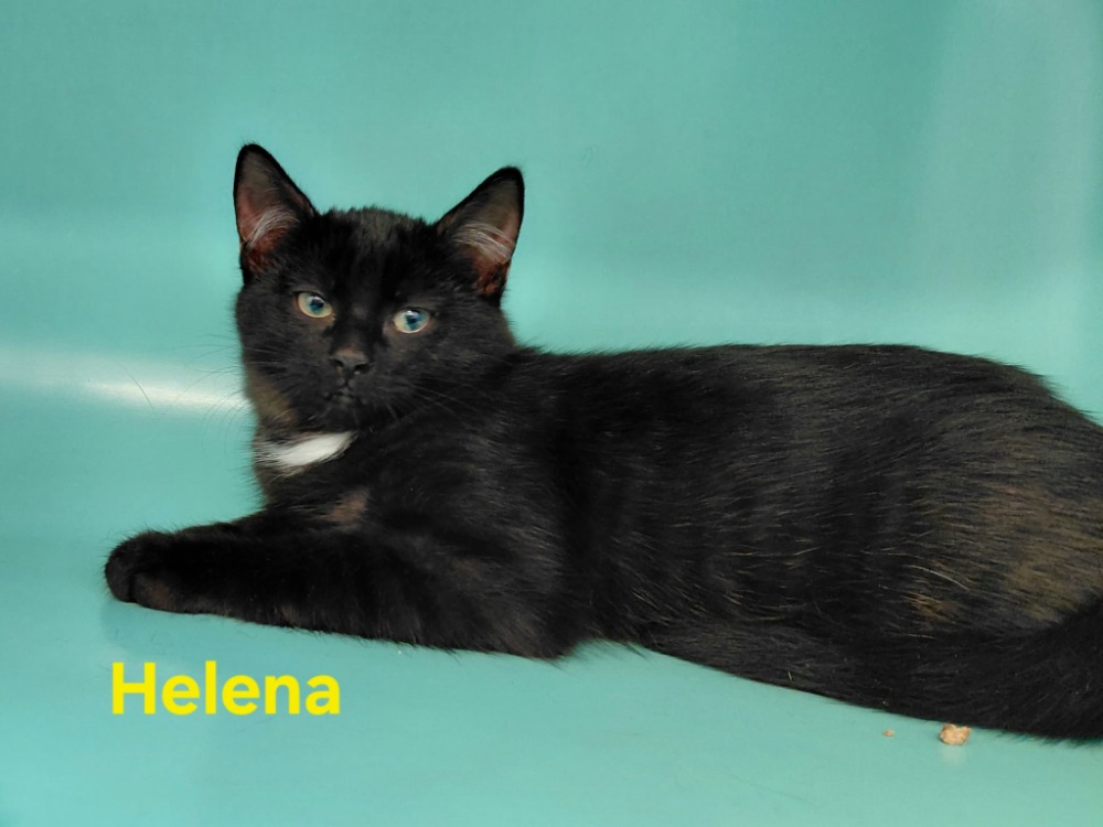 Helena