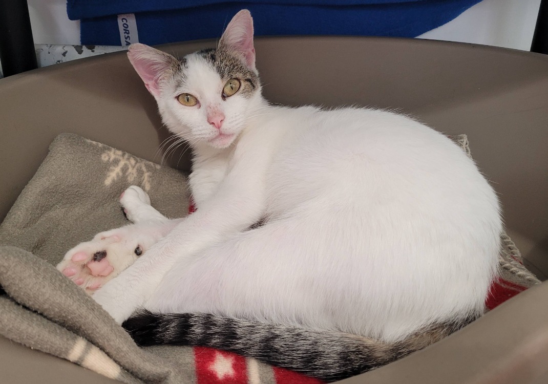 AMELIA (Réservée)