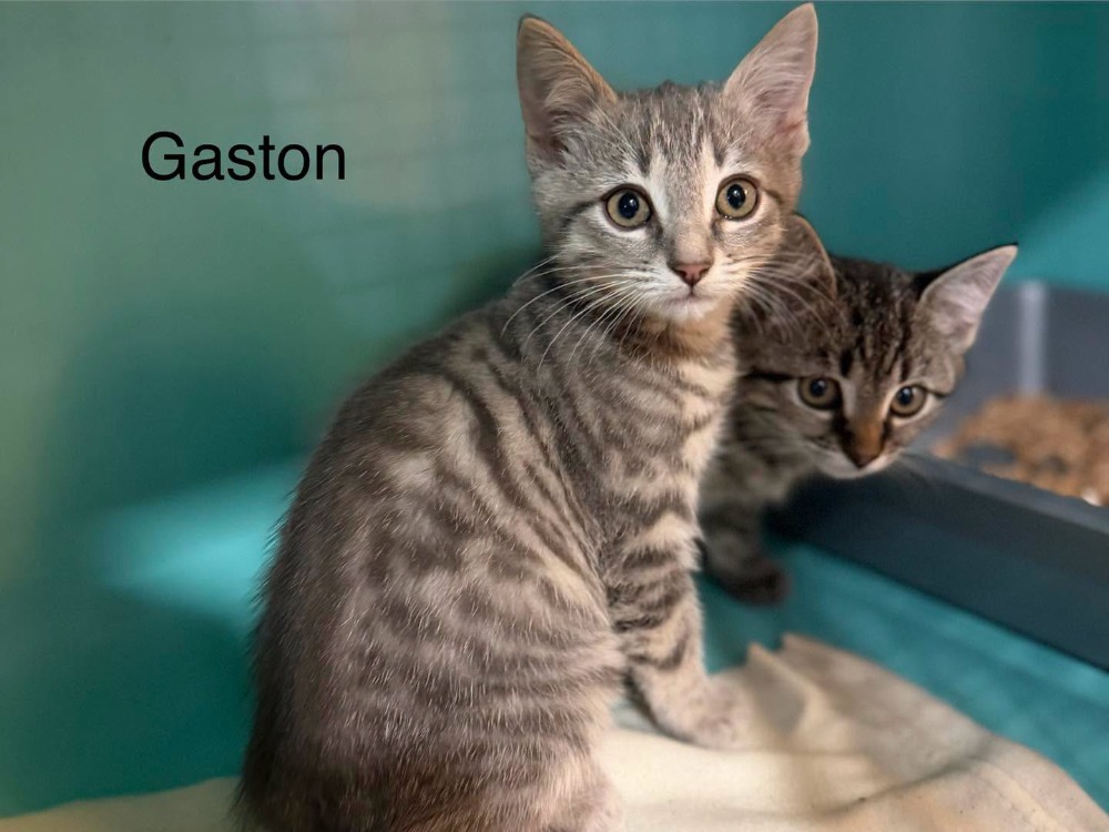 Gaston