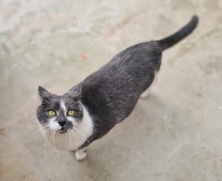 TOM