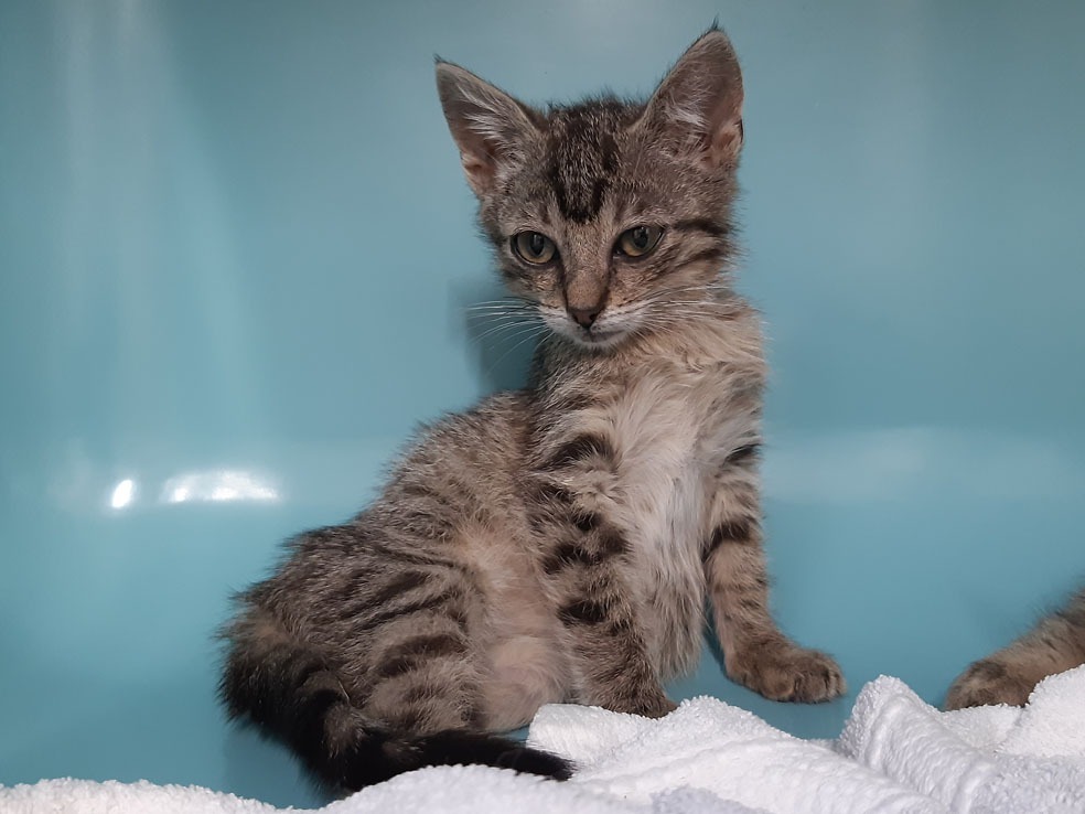 Cavally "en cours d'adoption"
