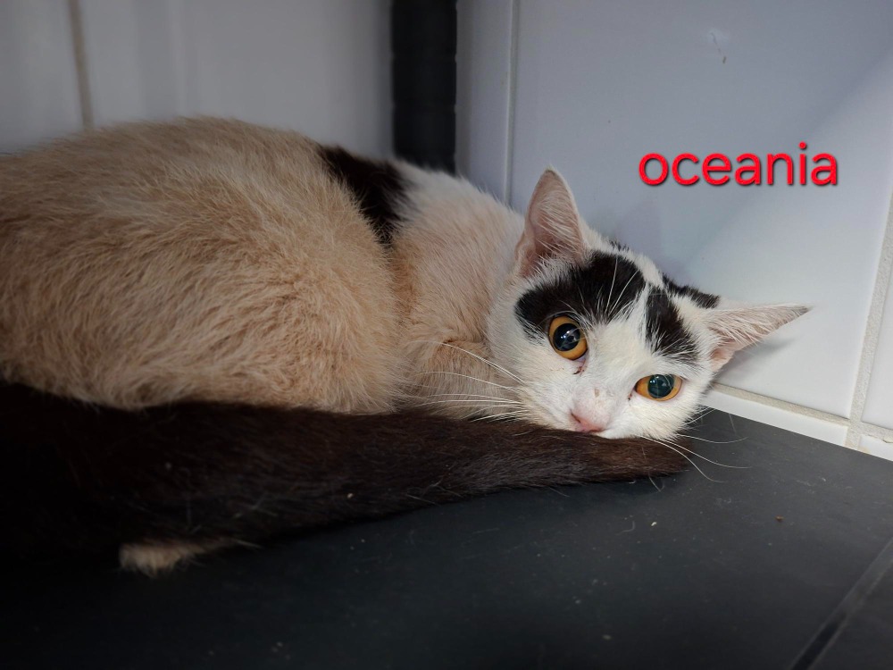 Océania