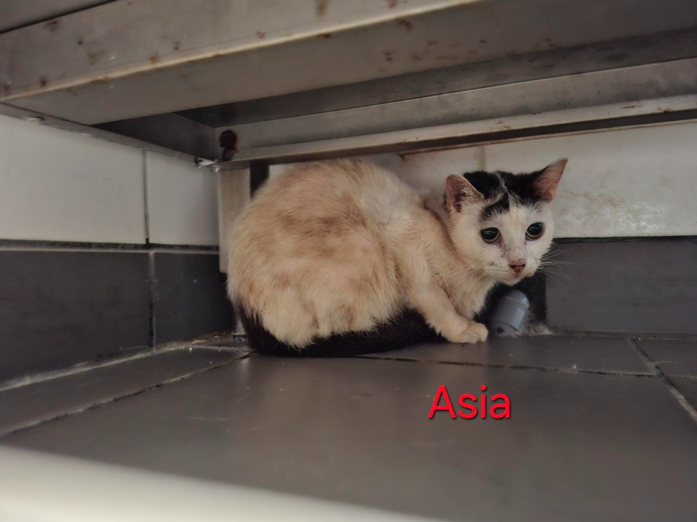 Asia