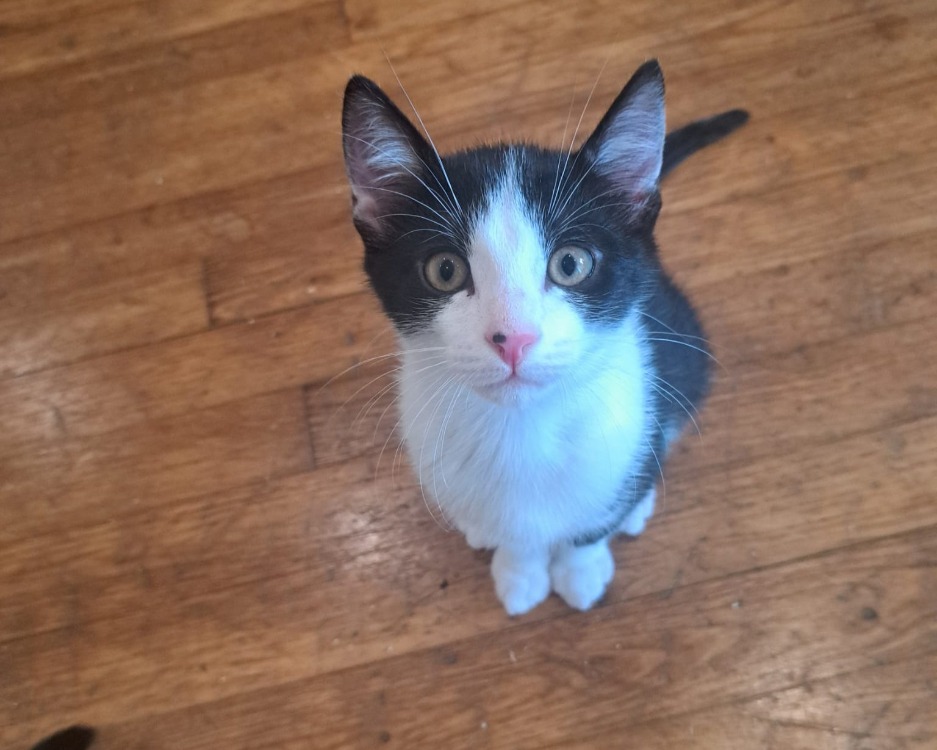 MIKADO