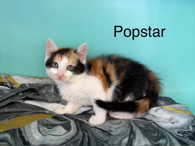 Popstar