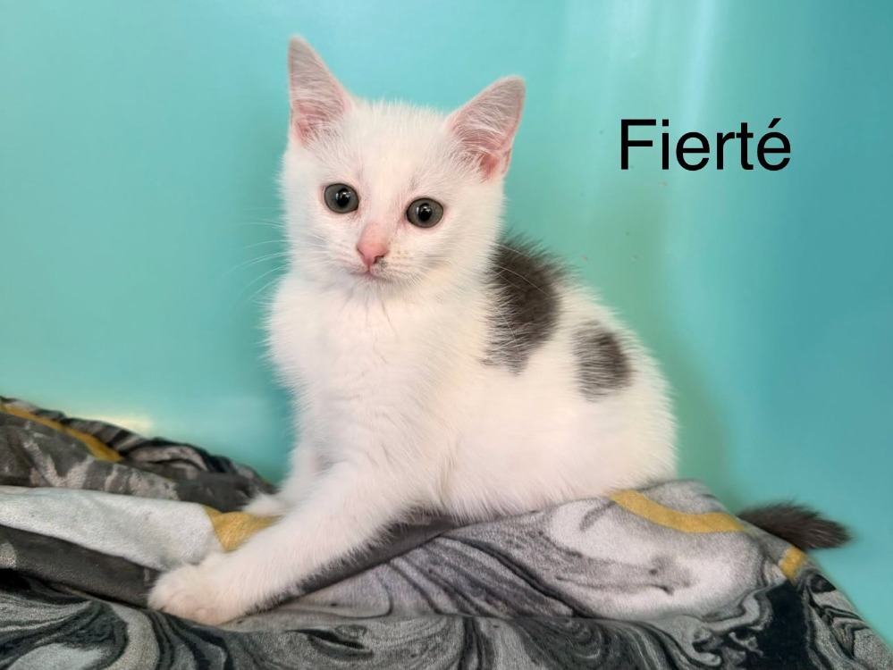 Fierté