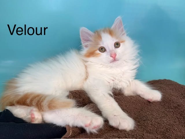 Velour