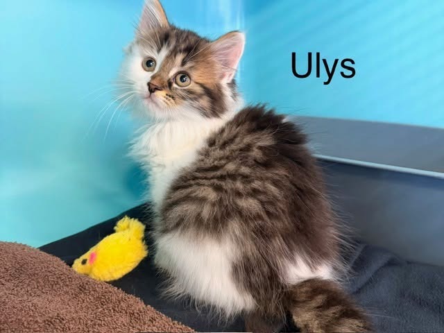 Ulys
