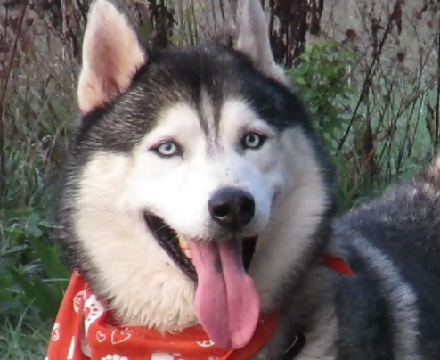 ALPHA