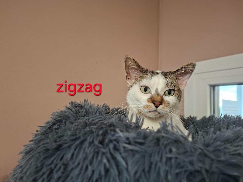 Zigzag