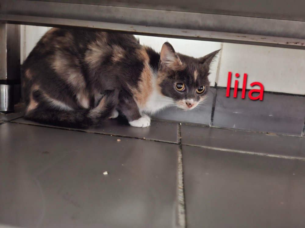 LILA