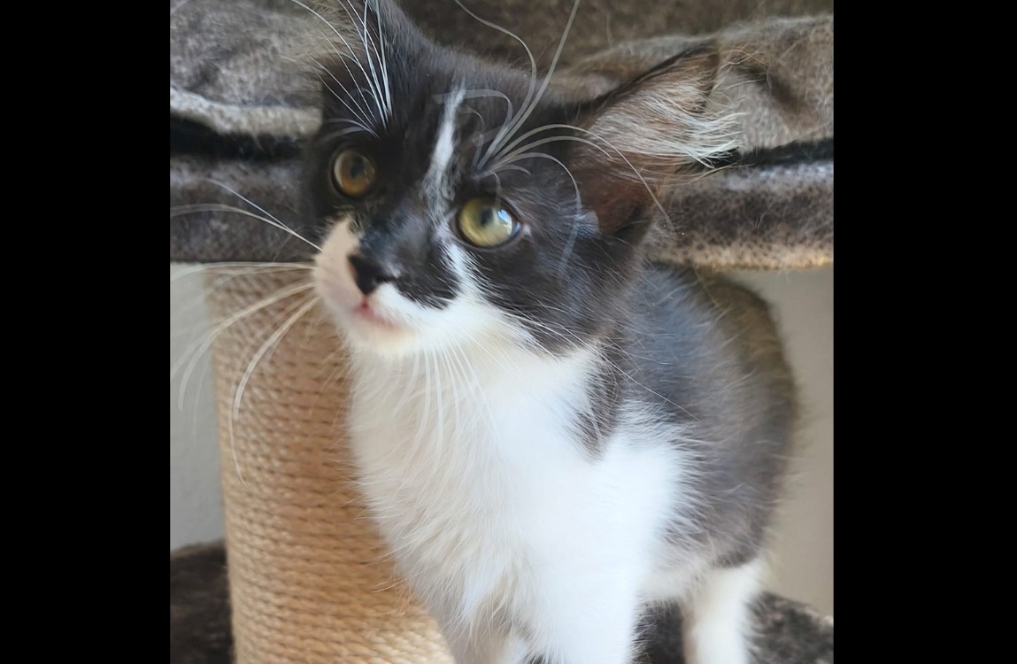 Queenie [Chaton]