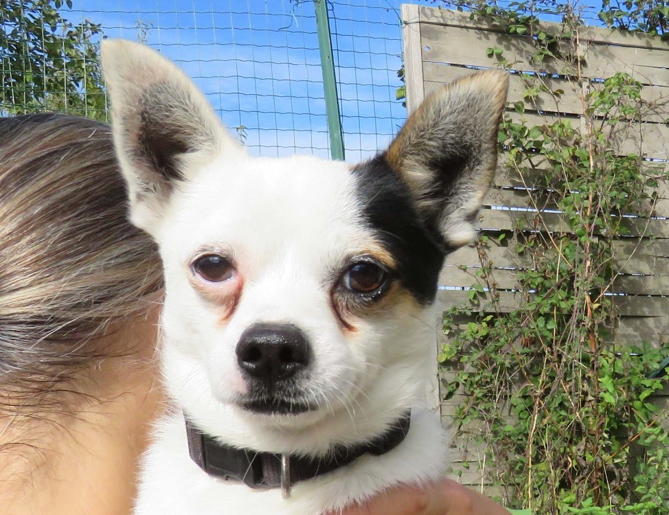 CHICO