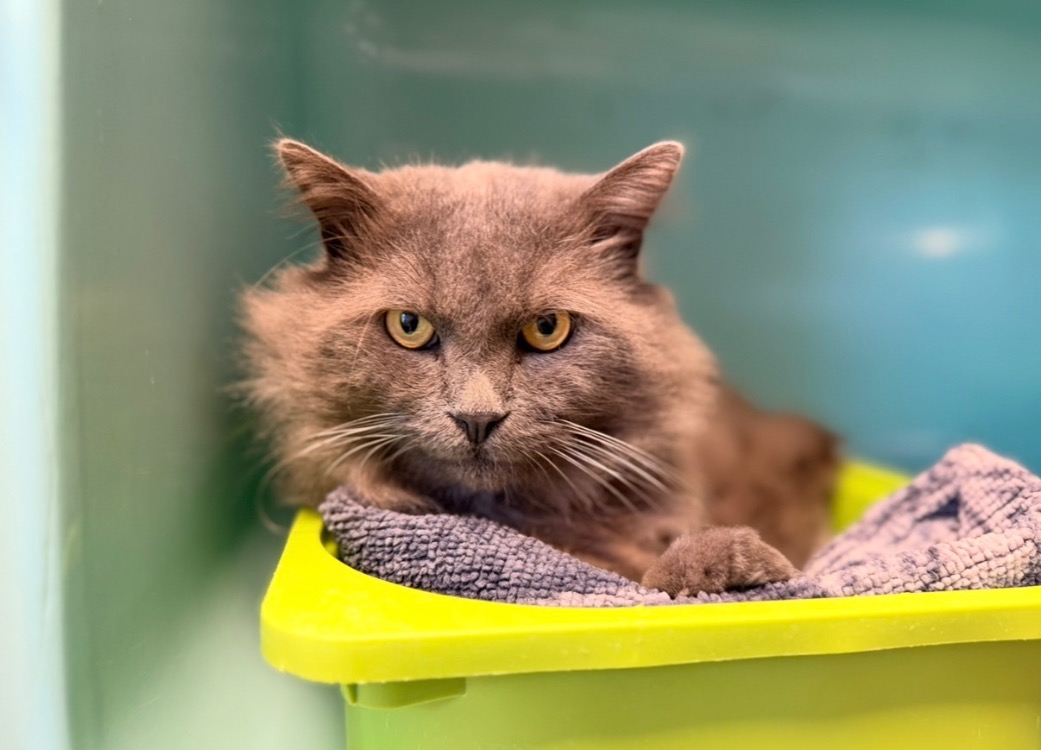 Calvin [FIV+]