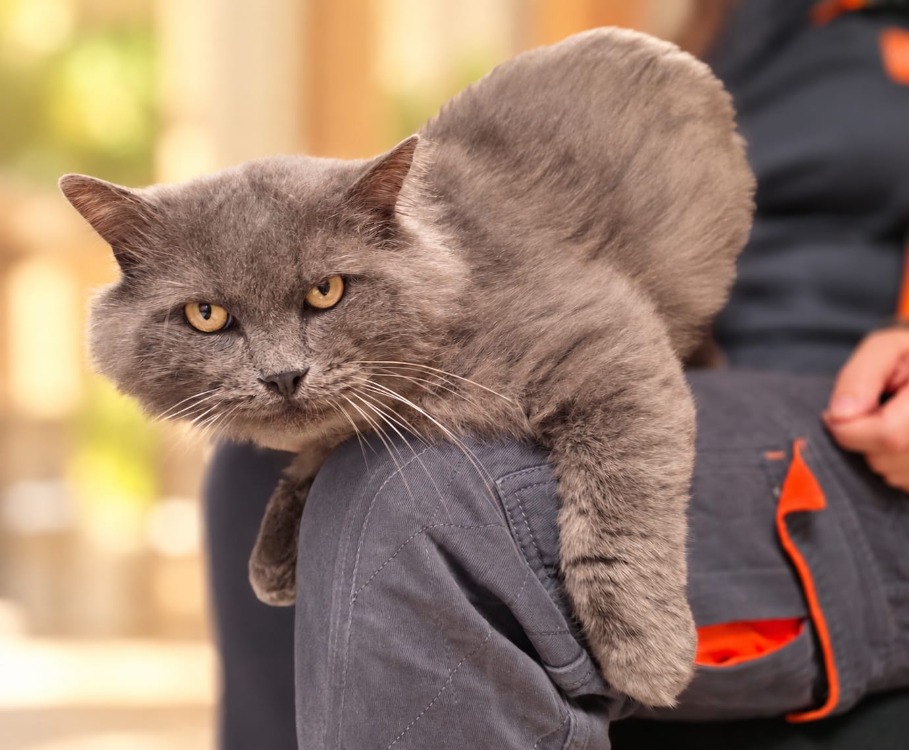 Calvin [FIV+]