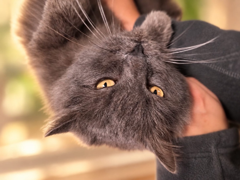 Calvin [FIV+]