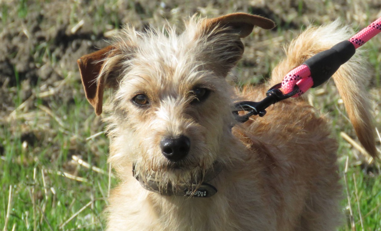BAXTER (réservé)