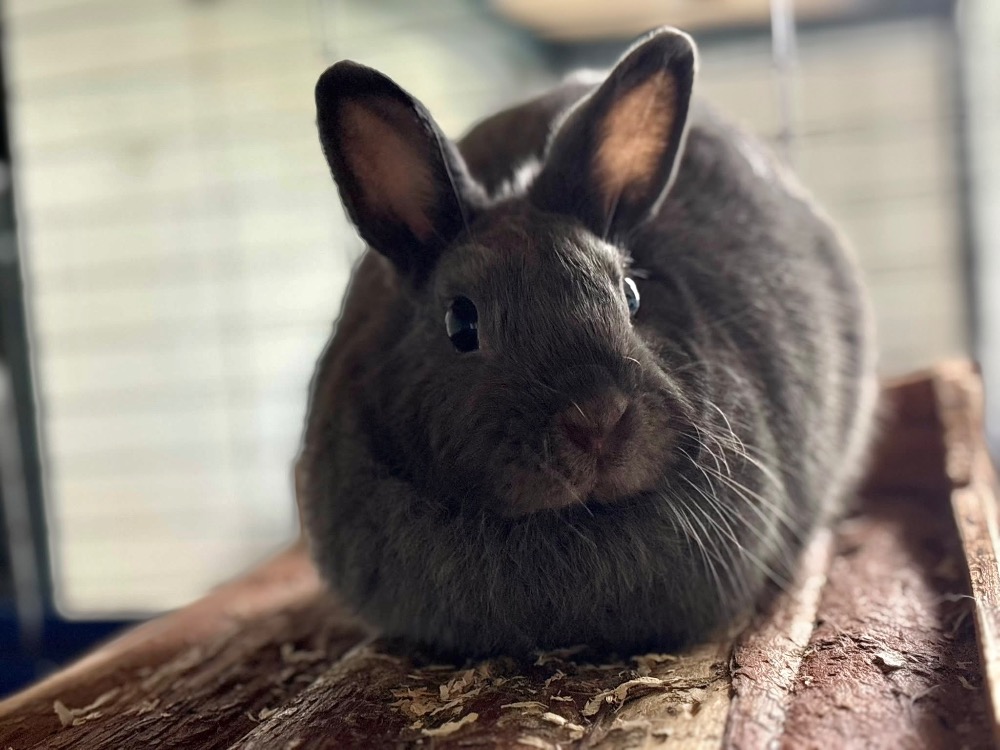 LUNA