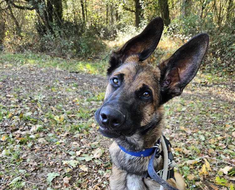Bazil