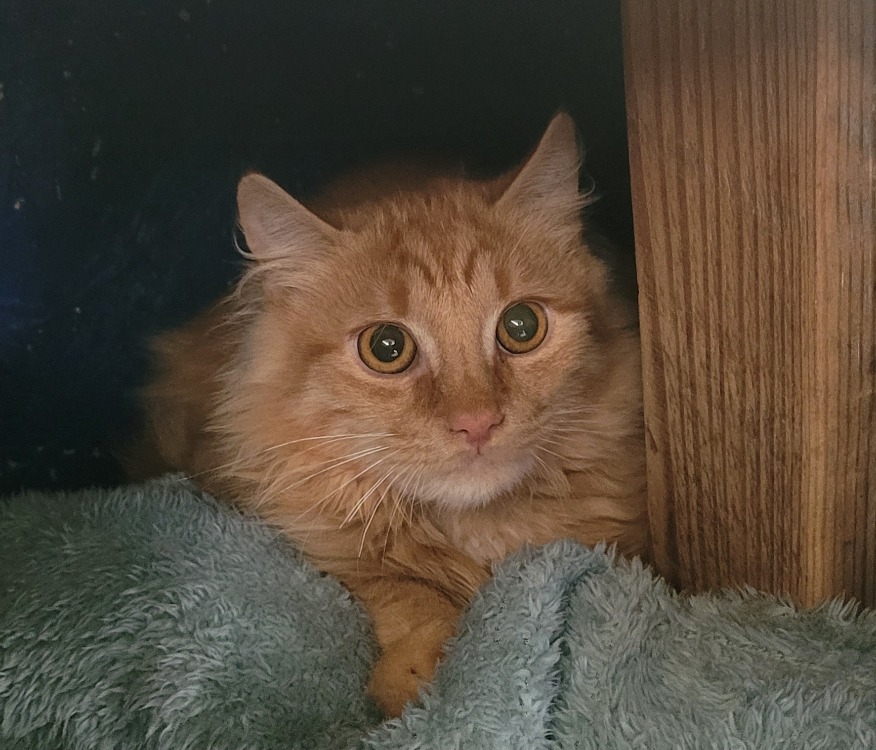 NEMO