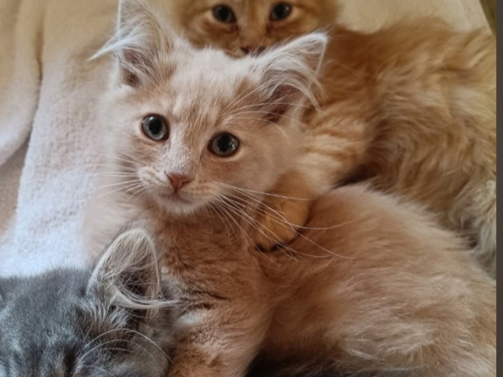 GUS (réservé)