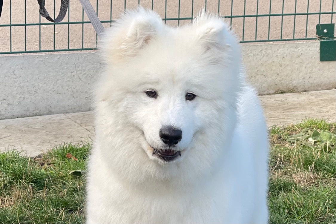 BASKO