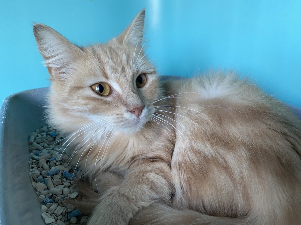 MIRABELLE