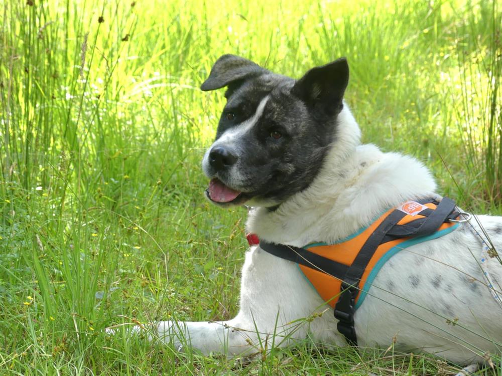 LYLIE BELLE CHAO