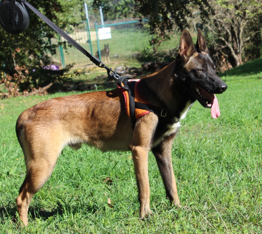 AXEL