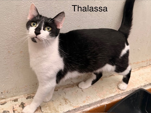 Thalassa