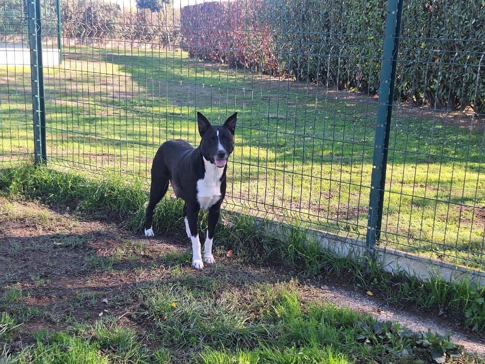 lassie