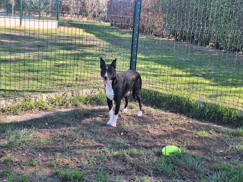 lassie