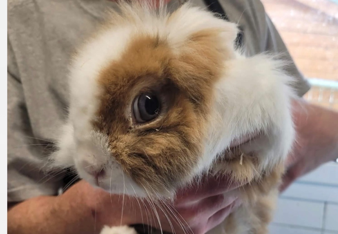 BUGSIE