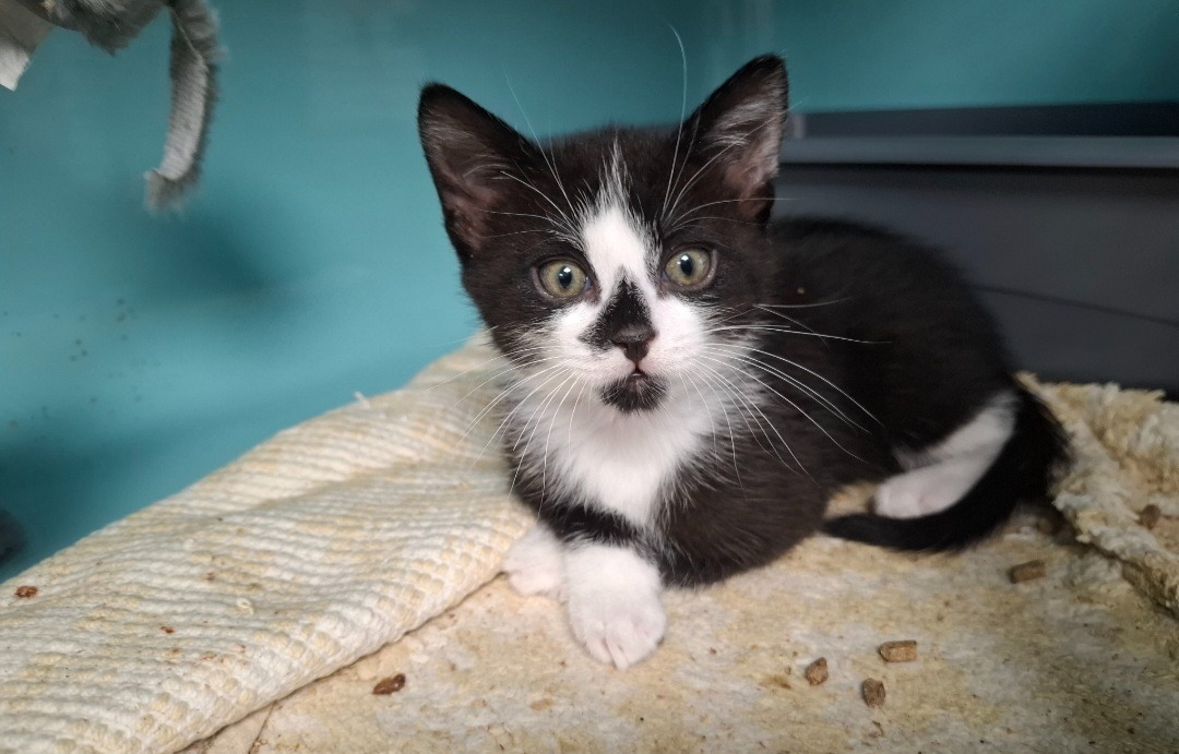 OREO