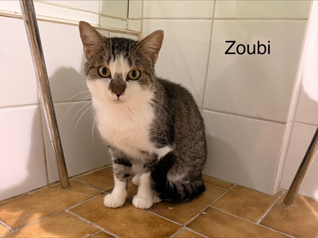 Zoubi