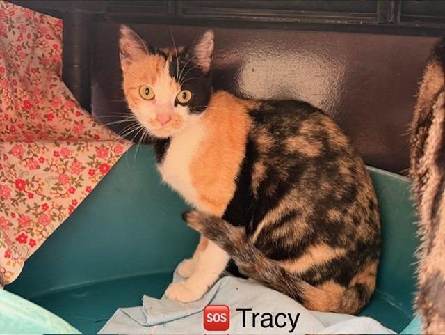 Tracy