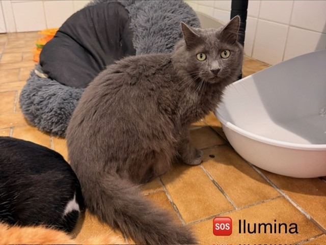Ilumina