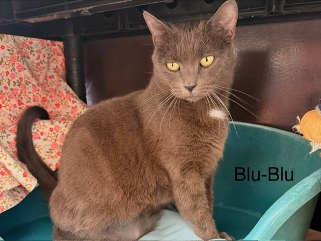 Blu-blu