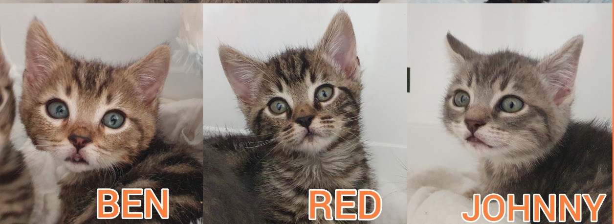 RED CHA