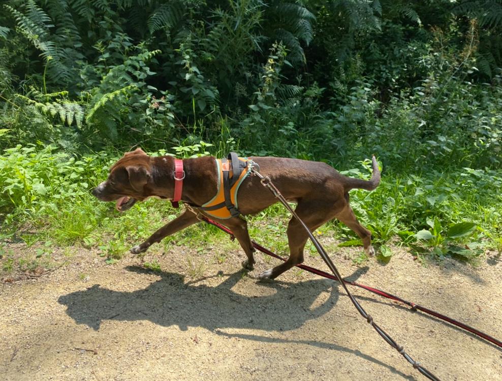 koska