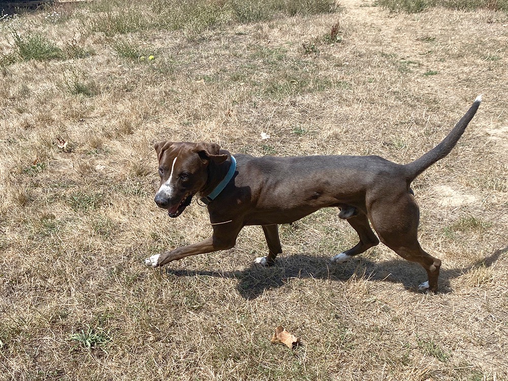 koska